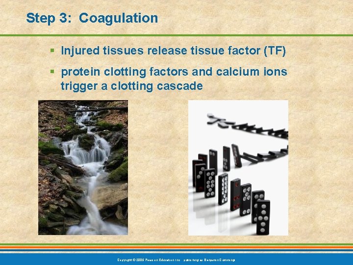 Step 3: Coagulation § Injured tissues release tissue factor (TF) § protein clotting factors