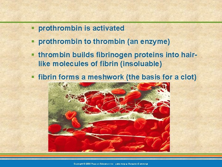 § prothrombin is activated § prothrombin to thrombin (an enzyme) § thrombin builds fibrinogen