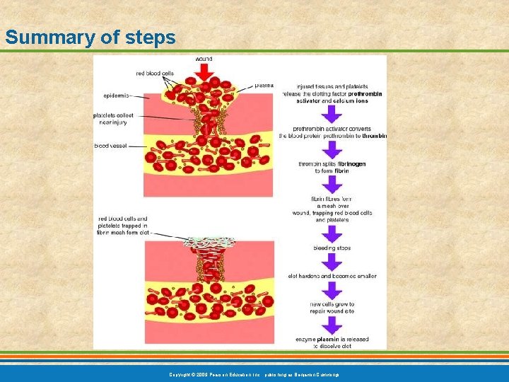 Summary of steps Copyright © 2009 Pearson Education, Inc. , publishing as Benjamin Cummings