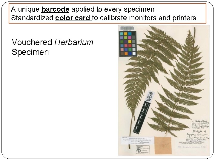 A unique barcode applied to every specimen Standardized color card to calibrate monitors and