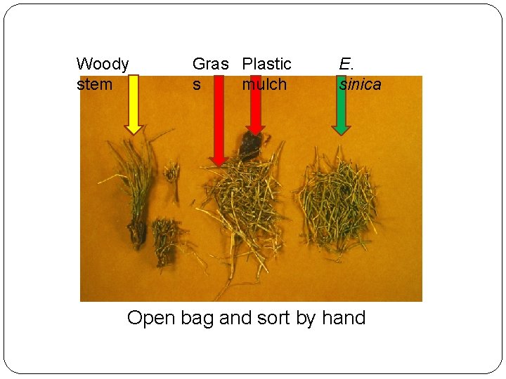 Woody stem Gras Plastic s mulch E. sinica Open bag and sort by hand