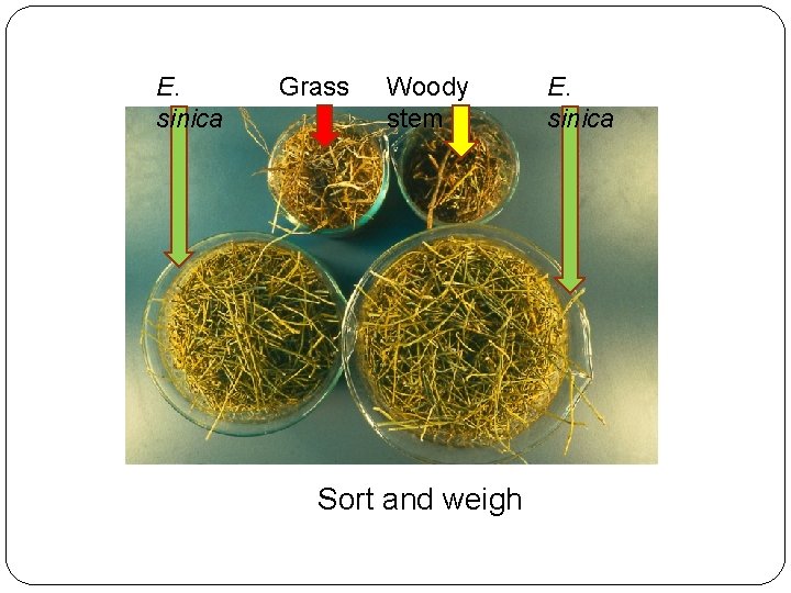 E. sinica Grass Woody stem Sort and weigh E. sinica 