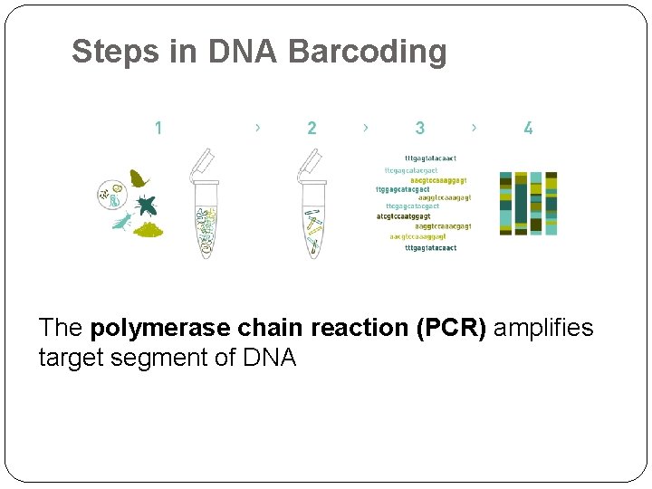 Steps in DNA Barcoding The polymerase chain reaction (PCR) amplifies target segment of DNA