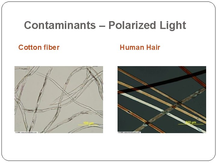 Contaminants – Polarized Light Cotton fiber Human Hair 