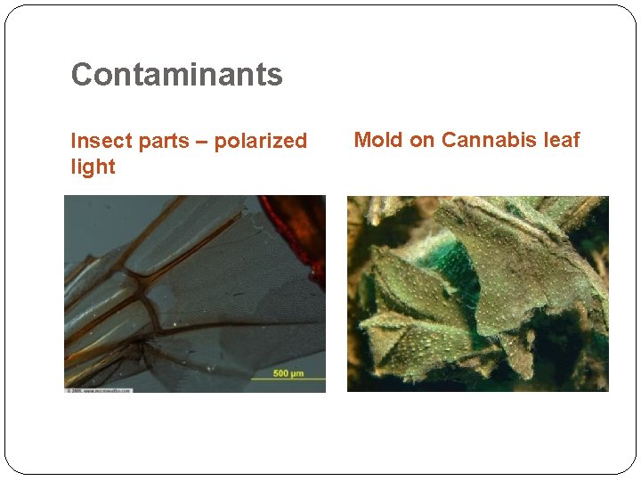 Contaminants Insect parts – polarized light Mold on Cannabis leaf 