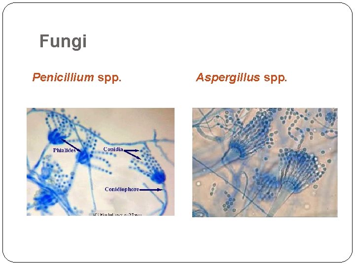 Fungi Penicillium spp. Aspergillus spp. 
