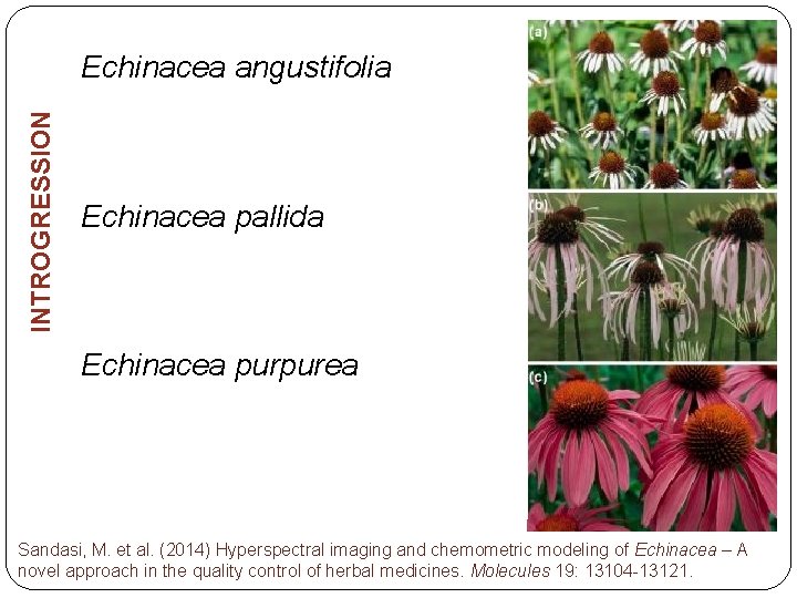 INTROGRESSION Echinacea angustifolia Echinacea pallida Echinacea purpurea Sandasi, M. et al. (2014) Hyperspectral imaging