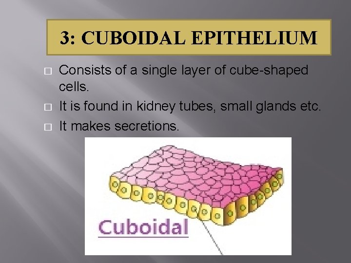 3: CUBOIDAL EPITHELIUM � � � Consists of a single layer of cube-shaped cells.