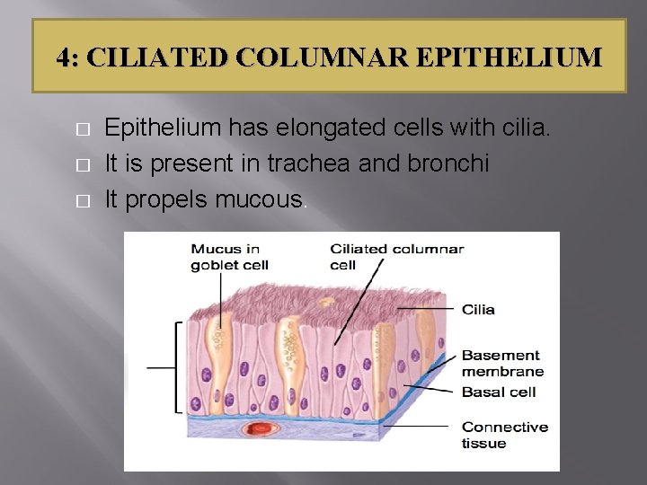 4: CILIATED COLUMNAR EPITHELIUM � � � Epithelium has elongated cells with cilia. It
