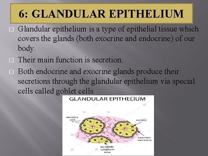 6: GLANDULAR EPITHELIUM � � � Glandular epithelium is a type of epithelial tissue