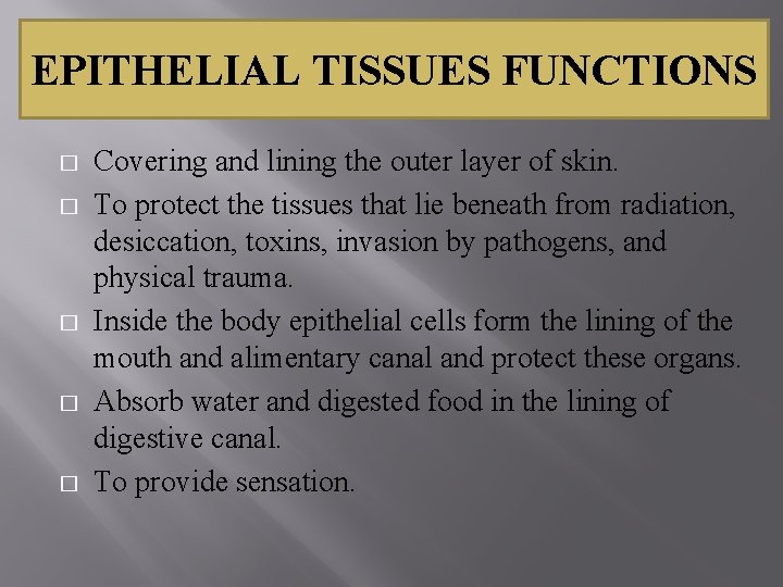 EPITHELIAL TISSUES FUNCTIONS � � � Covering and lining the outer layer of skin.