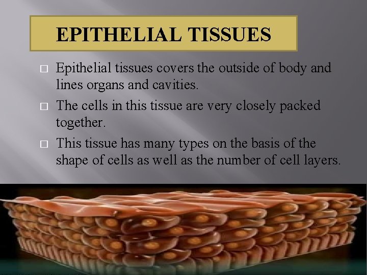 EPITHELIAL TISSUES � � � Epithelial tissues covers the outside of body and lines