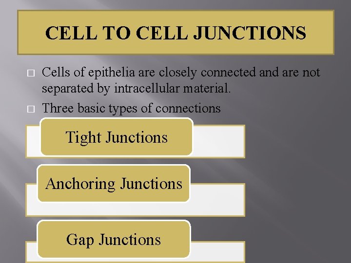 CELL TO CELL JUNCTIONS � � Cells of epithelia are closely connected and are
