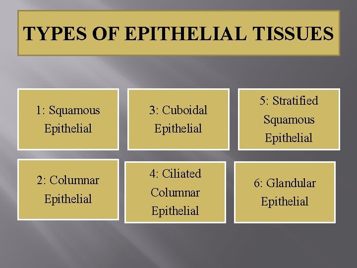 TYPES OF EPITHELIAL TISSUES 1: Squamous Epithelial 3: Cuboidal Epithelial 2: Columnar Epithelial 4: