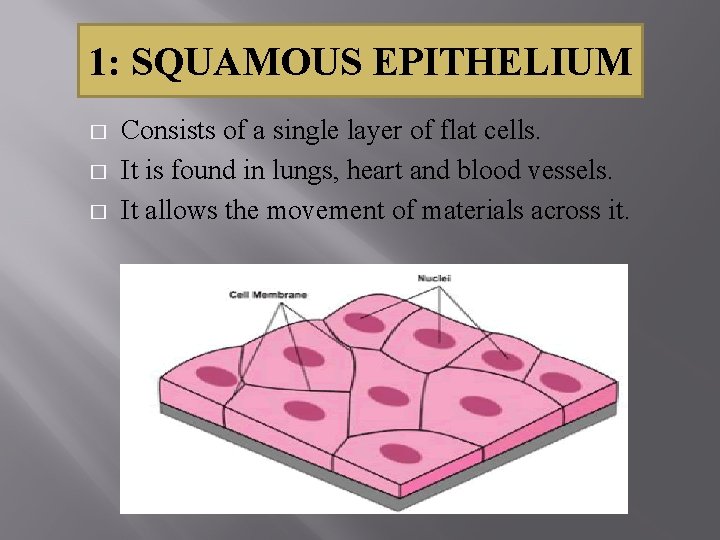 1: SQUAMOUS EPITHELIUM � � � Consists of a single layer of flat cells.