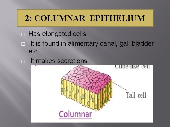 2: COLUMNAR EPITHELIUM � � � Has elongated cells. It is found in alimentary