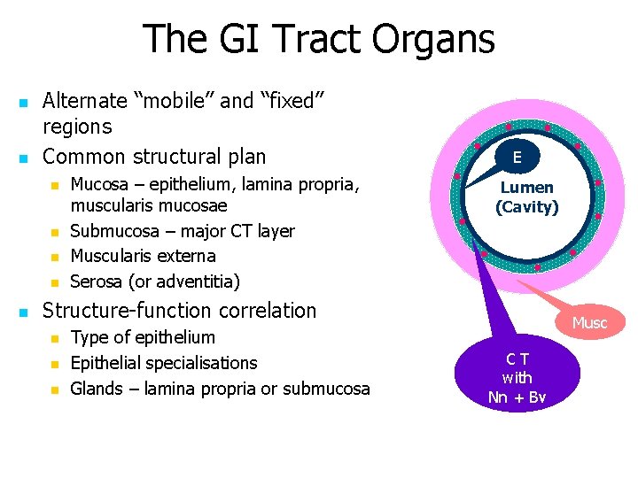 The GI Tract Organs n n Alternate “mobile” and “fixed” regions Common structural plan