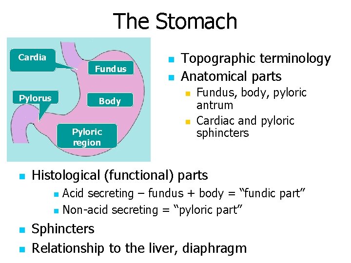 The Stomach Cardia Fundus Pylorus Body n n Topographic terminology Anatomical parts n n
