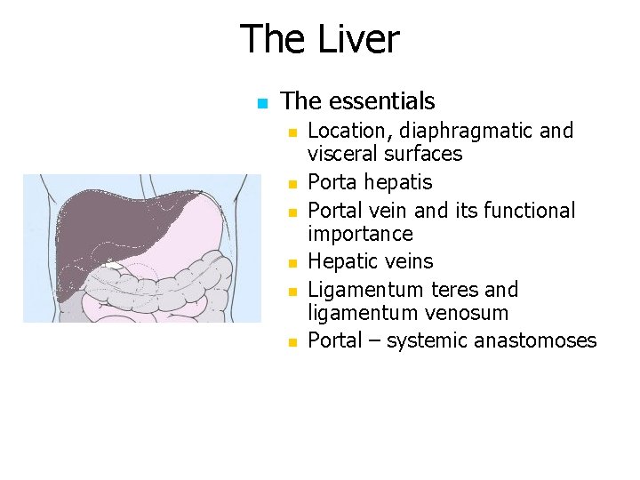 The Liver n The essentials n n n Location, diaphragmatic and visceral surfaces Porta