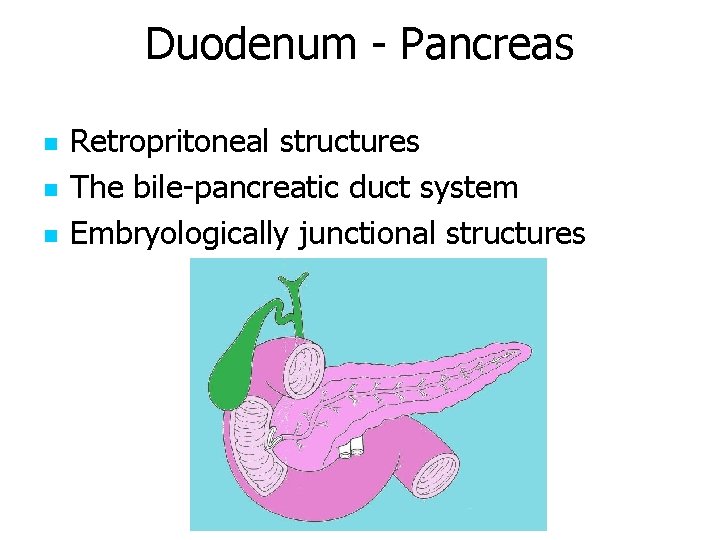 Duodenum - Pancreas n n n Retropritoneal structures The bile-pancreatic duct system Embryologically junctional