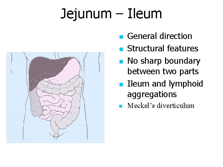 Jejunum – Ileum n n n General direction Structural features No sharp boundary between