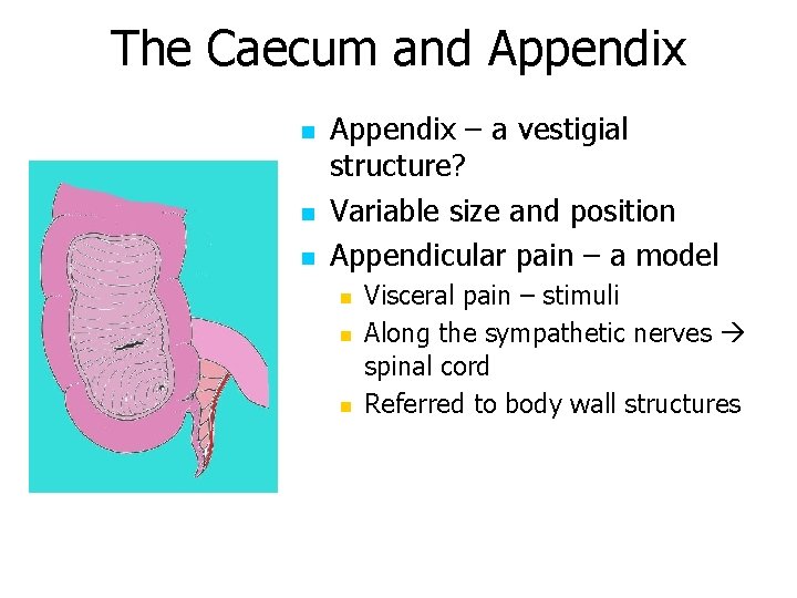 The Caecum and Appendix n n n Appendix – a vestigial structure? Variable size