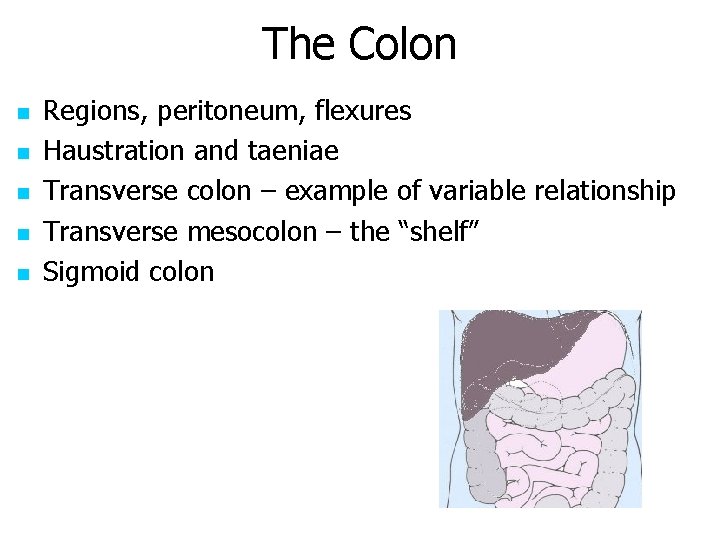 The Colon n n Regions, peritoneum, flexures Haustration and taeniae Transverse colon – example