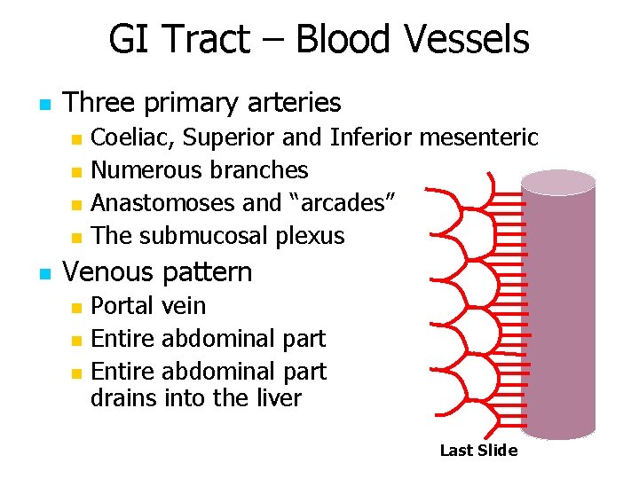 GI Tract – Blood Vessels n Three primary arteries n n n Coeliac, Superior