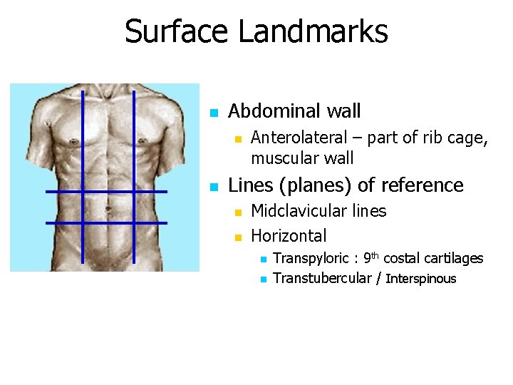 Surface Landmarks n Abdominal wall n n Anterolateral – part of rib cage, muscular