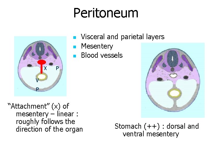 Peritoneum n n n X Visceral and parietal layers Mesentery Blood vessels P V