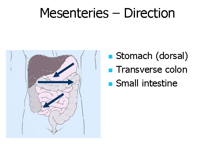 Mesenteries – Direction n Stomach (dorsal) Transverse colon Small intestine 