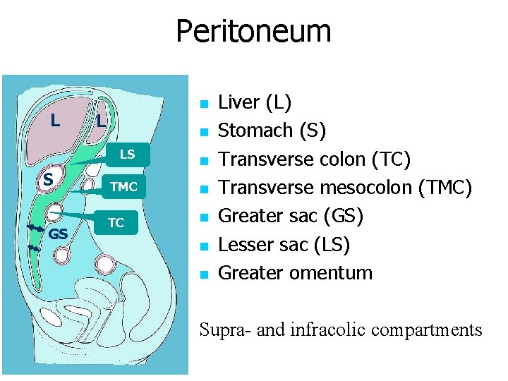 Peritoneum L n LS S GS n TMC n TC n n n Liver