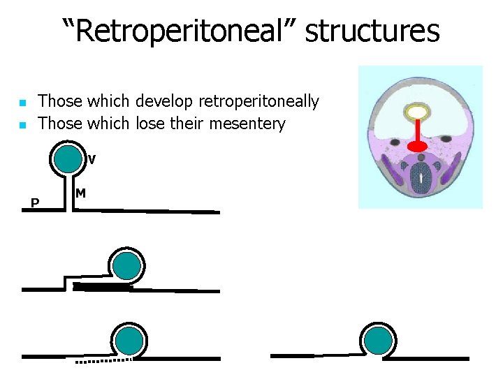 “Retroperitoneal” structures n n Those which develop retroperitoneally Those which lose their mesentery V