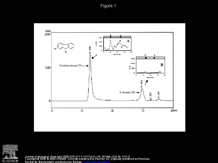 Figure 1 Journal of Biological Chemistry 2000 27511771 -11777 DOI: (10. 1074/jbc. 275. 16.