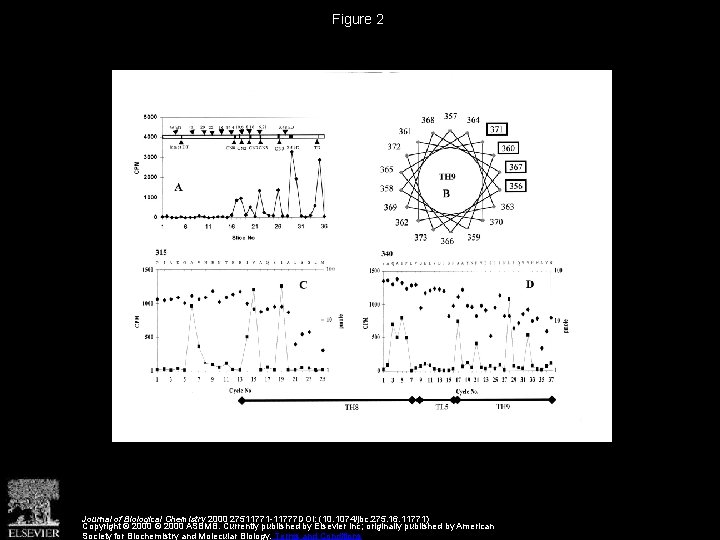 Figure 2 Journal of Biological Chemistry 2000 27511771 -11777 DOI: (10. 1074/jbc. 275. 16.