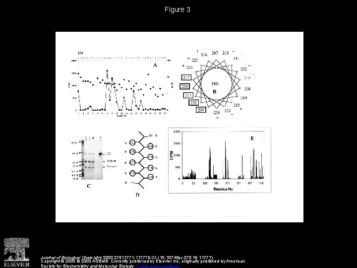 Figure 3 Journal of Biological Chemistry 2000 27511771 -11777 DOI: (10. 1074/jbc. 275. 16.