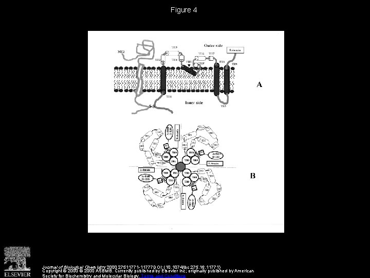 Figure 4 Journal of Biological Chemistry 2000 27511771 -11777 DOI: (10. 1074/jbc. 275. 16.