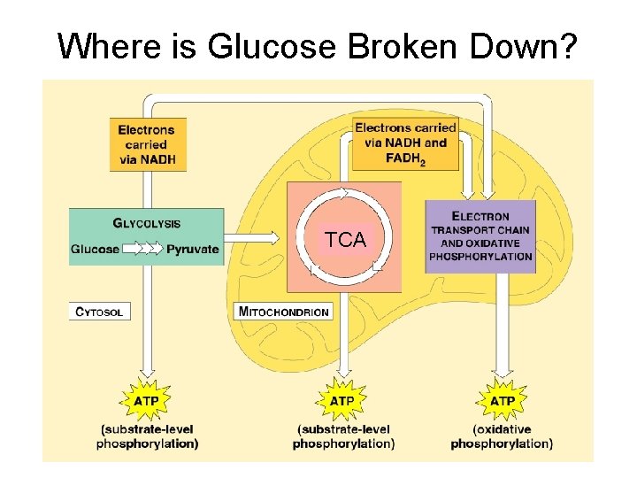 Where is Glucose Broken Down? TCA 