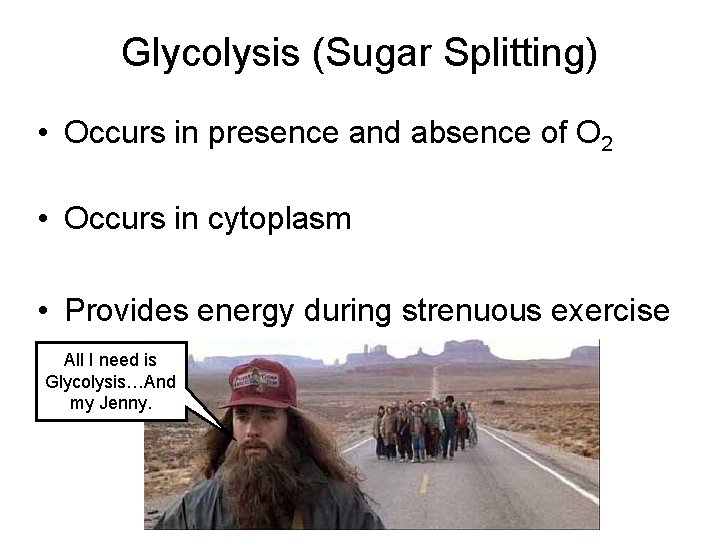 Glycolysis (Sugar Splitting) • Occurs in presence and absence of O 2 • Occurs