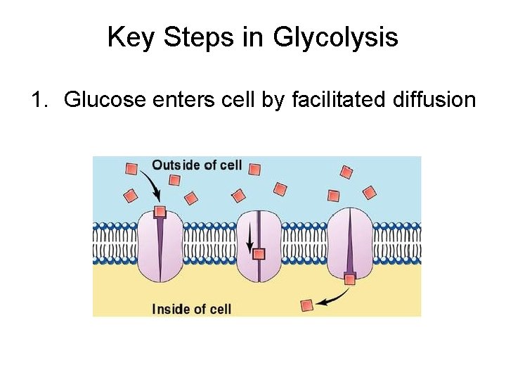 Key Steps in Glycolysis 1. Glucose enters cell by facilitated diffusion 