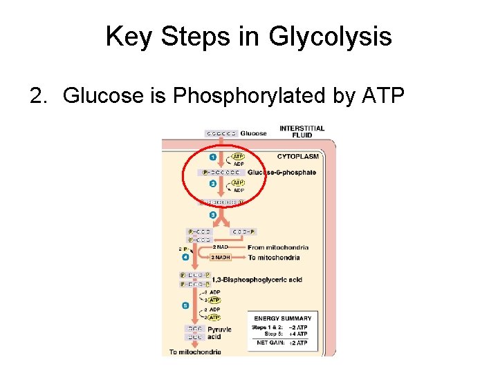 Key Steps in Glycolysis 2. Glucose is Phosphorylated by ATP 