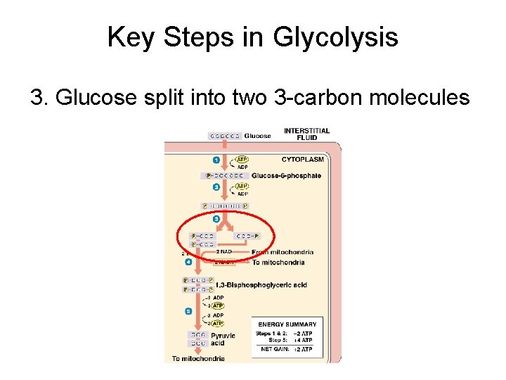 Key Steps in Glycolysis 3. Glucose split into two 3 -carbon molecules 