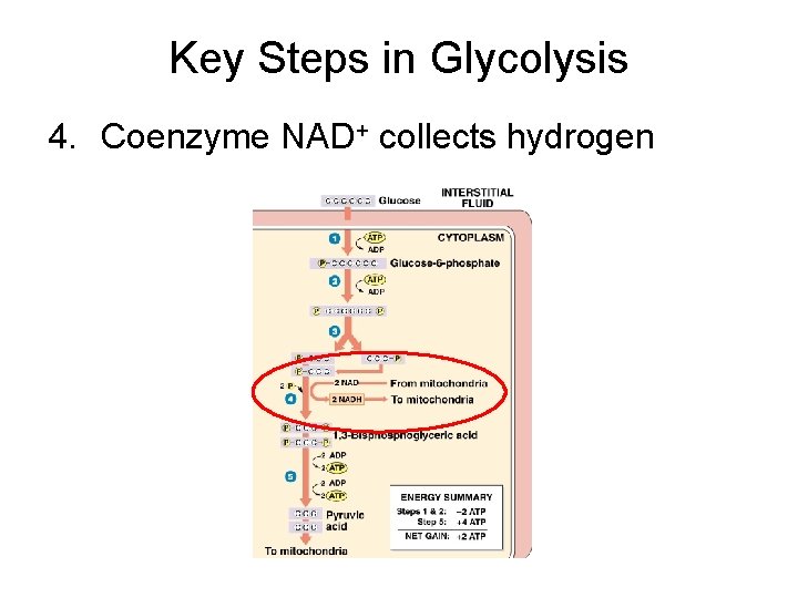 Key Steps in Glycolysis 4. Coenzyme NAD+ collects hydrogen 