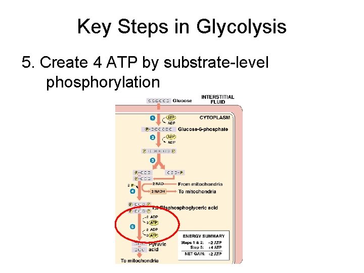 Key Steps in Glycolysis 5. Create 4 ATP by substrate-level phosphorylation 