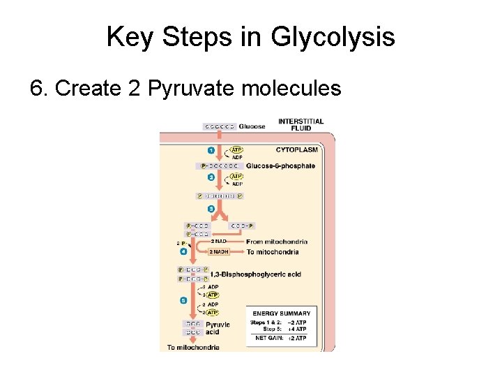 Key Steps in Glycolysis 6. Create 2 Pyruvate molecules 