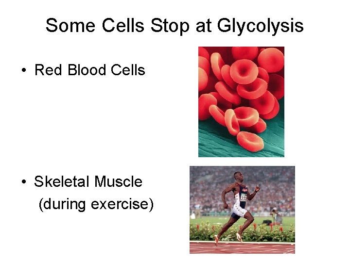 Some Cells Stop at Glycolysis • Red Blood Cells • Skeletal Muscle (during exercise)