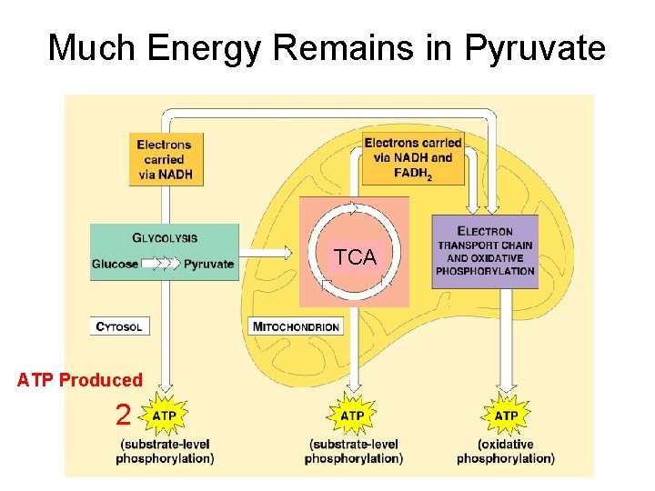 Much Energy Remains in Pyruvate TCA ATP Produced 2 