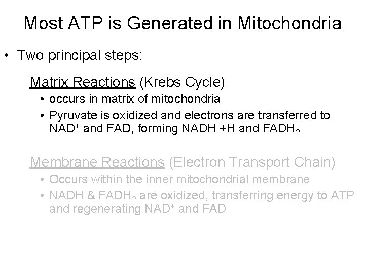 Most ATP is Generated in Mitochondria • Two principal steps: Matrix Reactions (Krebs Cycle)