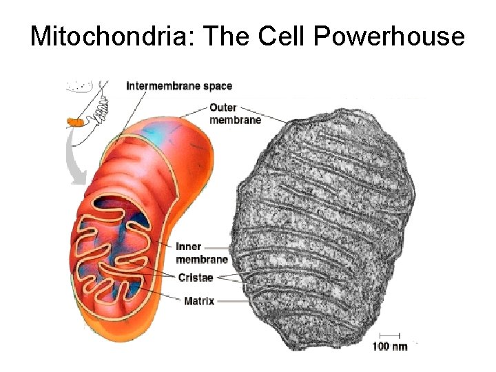 Mitochondria: The Cell Powerhouse 