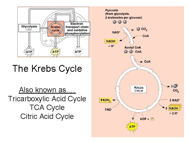 The Krebs Cycle Also known as…. Tricarboxylic Acid Cycle TCA Cycle Citric Acid Cycle